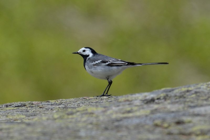 Bergeronnette grise en vallée d’Ossau